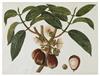 (BOTANICAL--CHINA TRADE.) Group of three watercolors of fruiting plants,